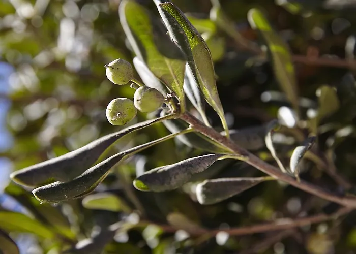 Smy Santorini Suites&villas Hotel 4*