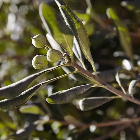 Smy Santorini & Hotel 4*