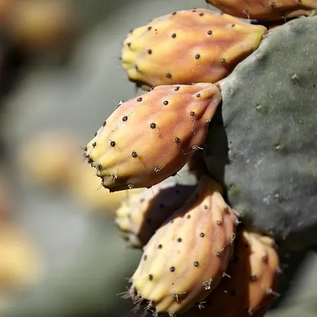 Hotel Smy Santorini & Pýrgos